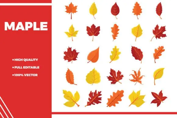 Maple